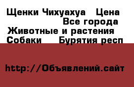 Щенки Чихуахуа › Цена ­ 12000-15000 - Все города Животные и растения » Собаки   . Бурятия респ.